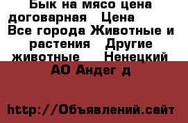 Бык на мясо цена договарная › Цена ­ 300 - Все города Животные и растения » Другие животные   . Ненецкий АО,Андег д.